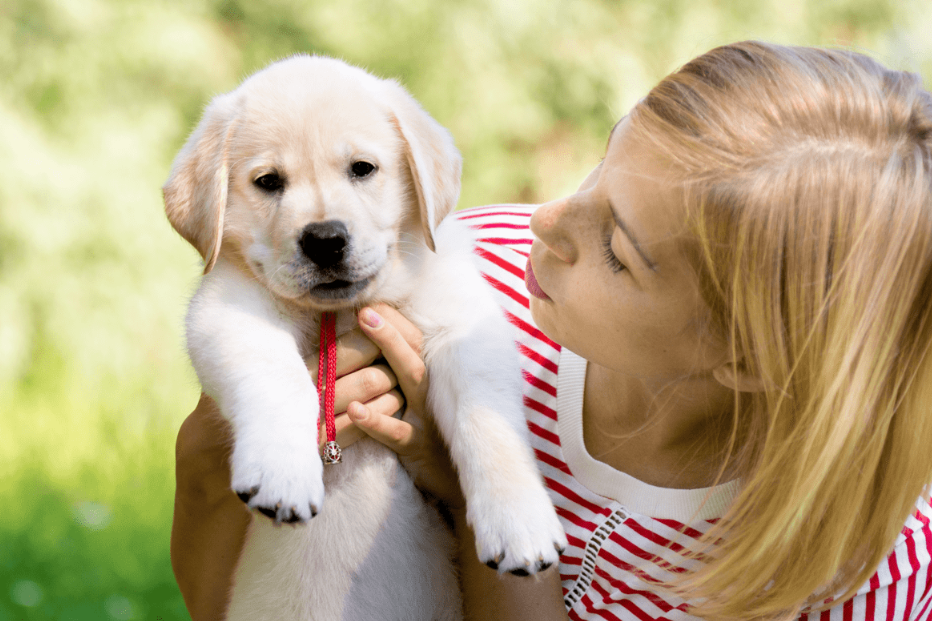 Collars, ID Tags, and Leashes: Choosing the Best for Your Puppy