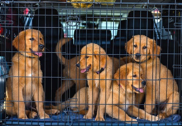Mastering Positive Crate Training