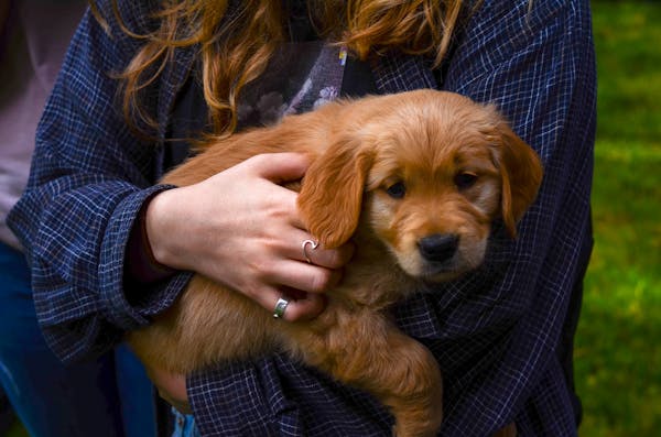 How to Use Treats for Training and Building Trust with Your Puppy
