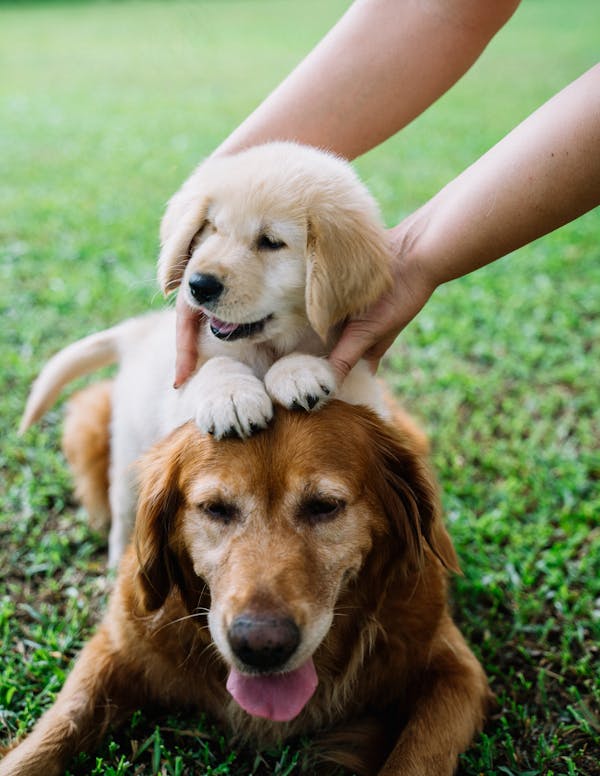 golden retriever with a puppy on its back