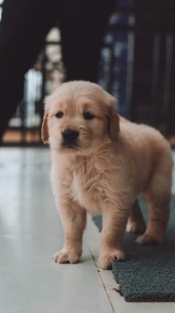 golden retriever puppy walking on a linoleum floor, introducing your puppy to your home