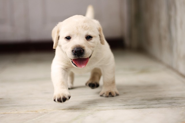 golden retriever puppy running on tile floor
