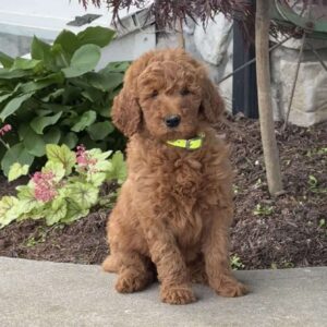 Hazel Goldendoodle
