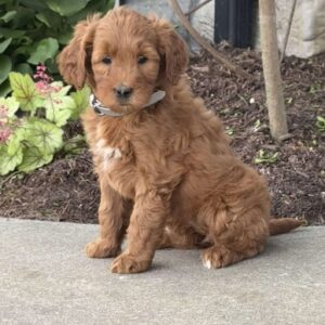 Holly Goldendoodle
