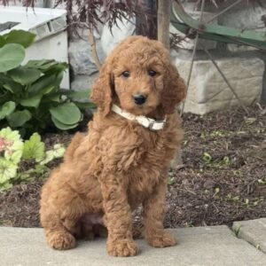 Hank Goldendoodle