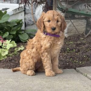 Hannah Goldendoodle