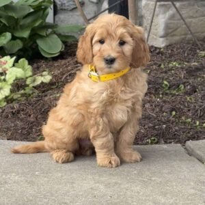 Harley Goldendoodle