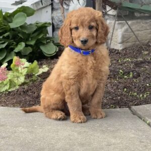 Hunter Goldendoodle