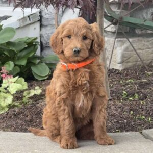Heaven Goldendoodle