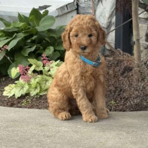 Hallie Goldendoodle