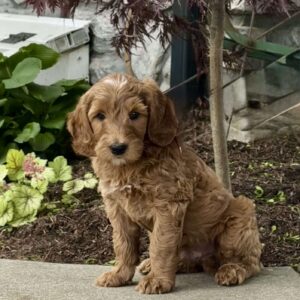 Harvey Goldendoodle