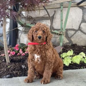 Lucy Goldendoodle