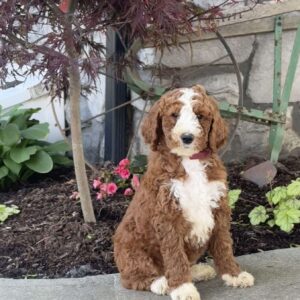 Lola Goldendoodle