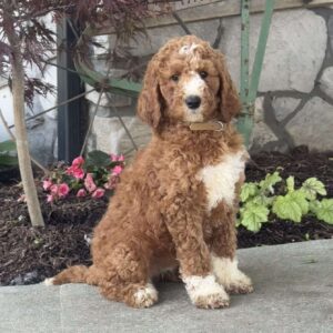 Lizzie Goldendoodle