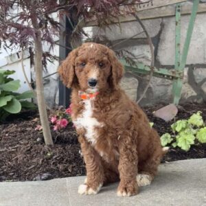 Layla Goldendoodle