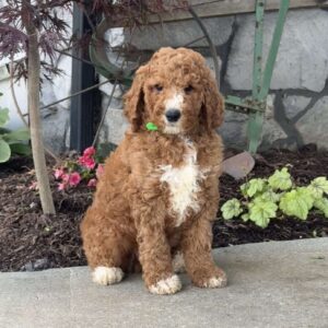 Logan Goldendoodle