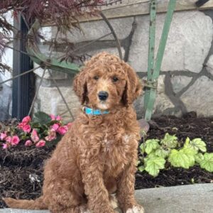 Lacey Goldendoodle