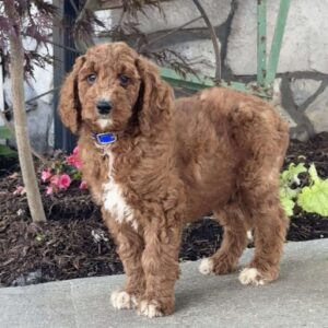 Lenny Goldendoodle
