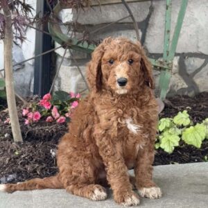 Linus Goldendoodle