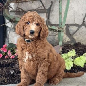 Lilly Goldendoodle