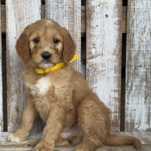 Jasper Goldendoodle