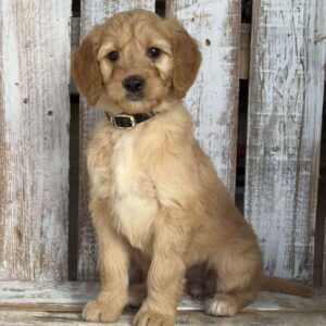 Jody Goldendoodle