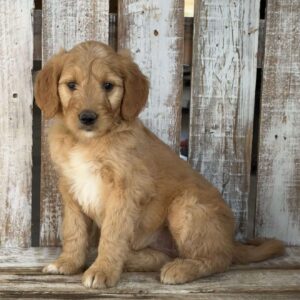 Josie Goldendoodle
