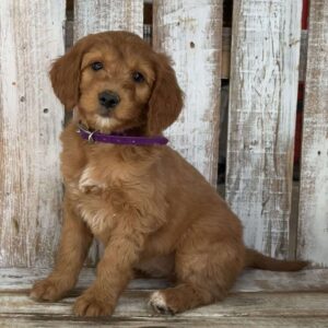 Juli Goldendoodle
