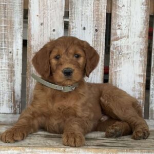 Johnny Goldendoodle