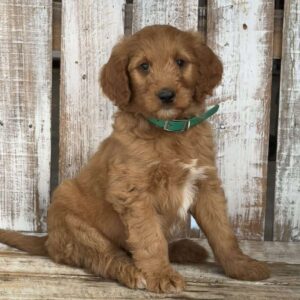 Joey Goldendoodle