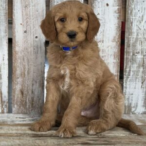 Junior Goldendoodle