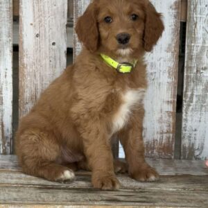 Justin Goldendoodle