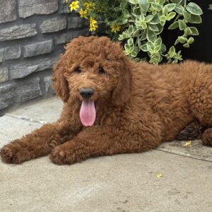Harvey Goldendoodle