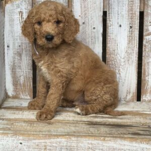 Bruno Goldendoodle