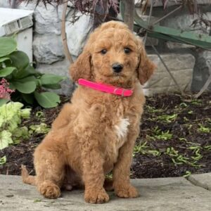 Bella Goldendoodle