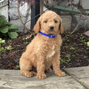 Bear Goldendoodle