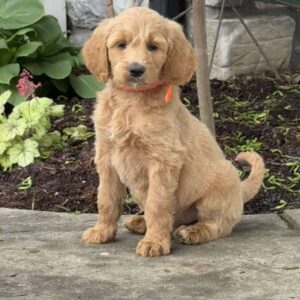 Buster Goldendoodle