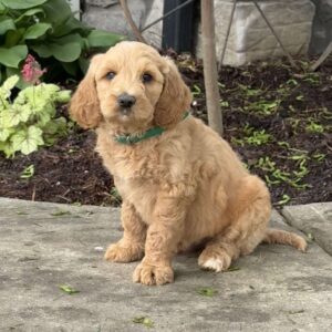 Benny Goldendoodle
