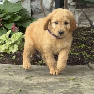 Birdie Goldendoodle