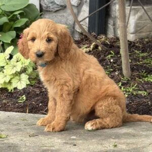 Bubba Goldendoodle