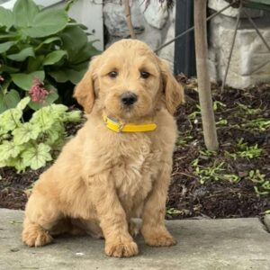 Buck Goldendoodle