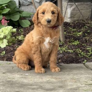 Blossom Goldendoodle