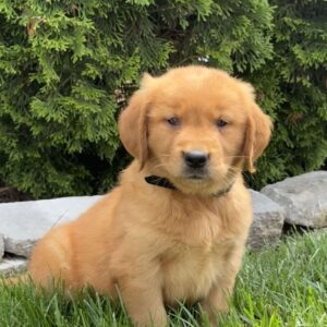 Angel Golden Retriever