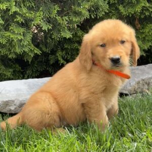 Apple Golden Retriever