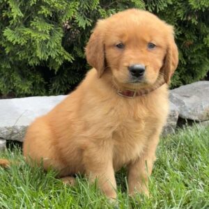 Autumn Golden Retriever