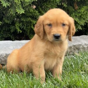 Addie Golden Retriever