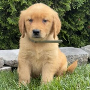 Ariel Golden Retriever
