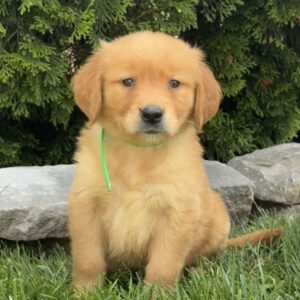Alexis Golden Retriever