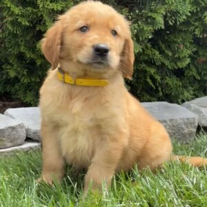 Al Golden Retriever