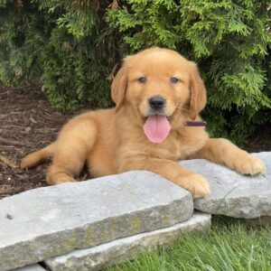 Amelia Golden Retriever